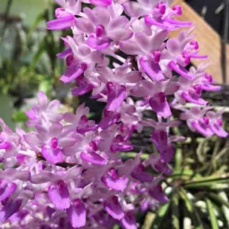 DENDROBIUM MITRATA PINK