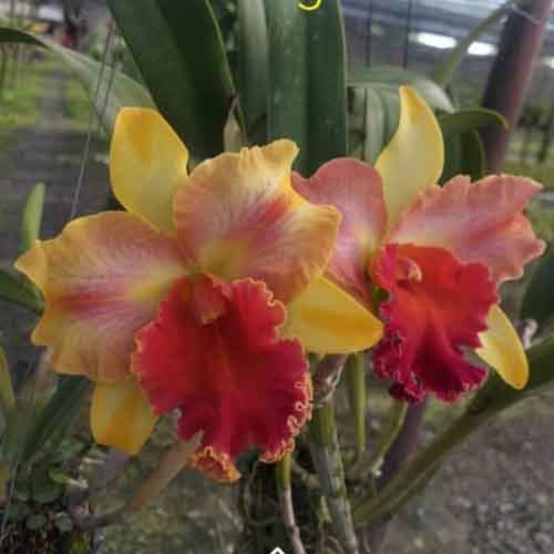 CATTLEYA  AMAIZING TAILAND 