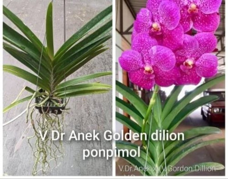 Dr.Anek Golden dilion ponpimol
