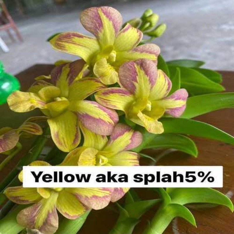 DENDROBIUM SEEDLING - YELLOW AKKA SPLASH 5%	