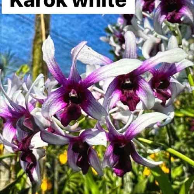 KAROK WHITE(MATURE PLANT)