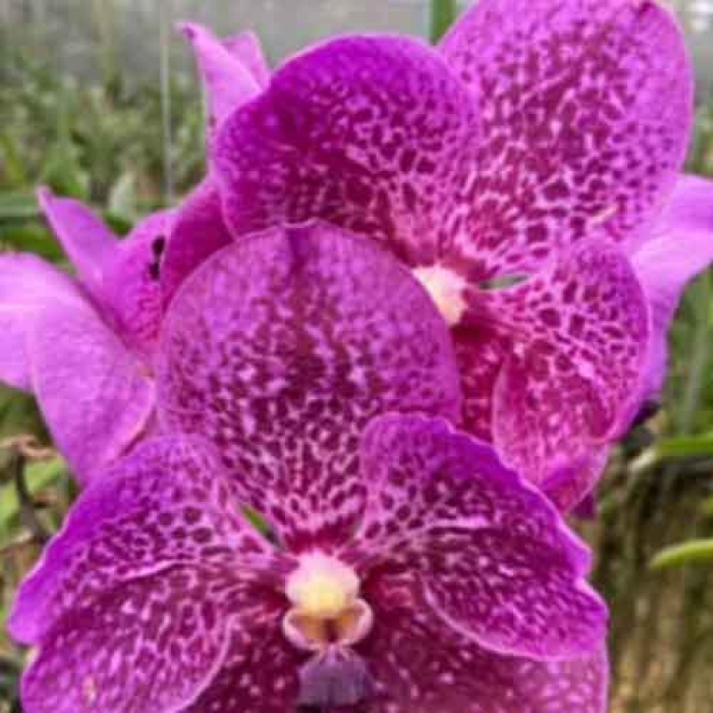 VANDA GLOYJAI