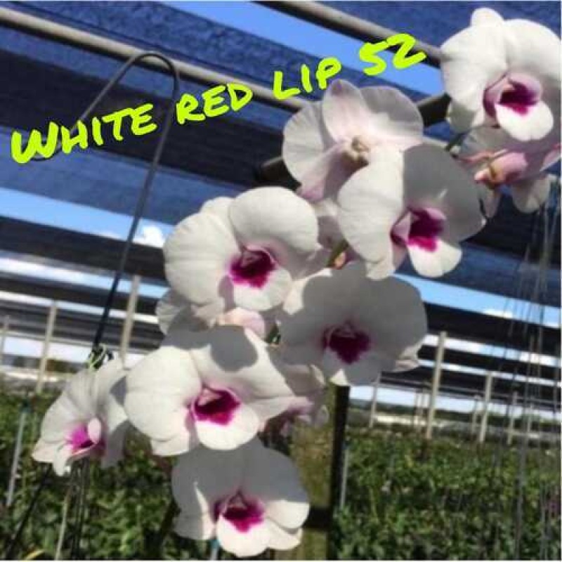 DENDROBIUM SEEDLING- WHITE RED LIP