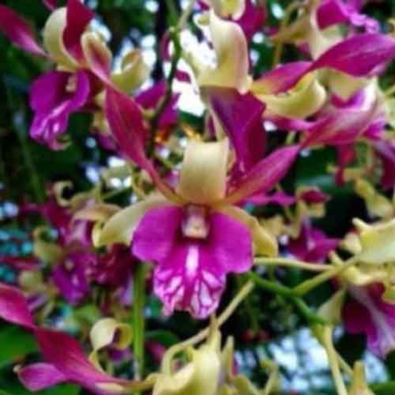 DENDROBIUM GREEN PINK TWIST(MATURE PLANTS)