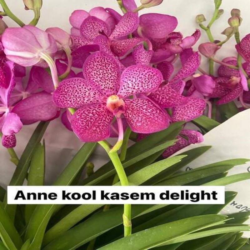 ANEEKOOL KASEM DELIGHT(TC)	