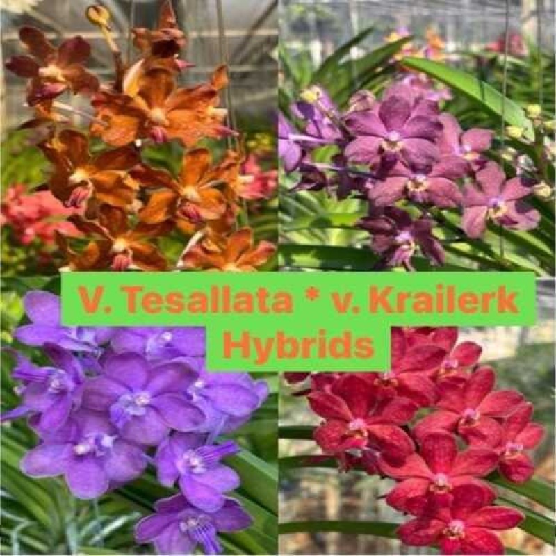 TESSALLATA-KRAILERK(CROSS MATURE PLANTS)