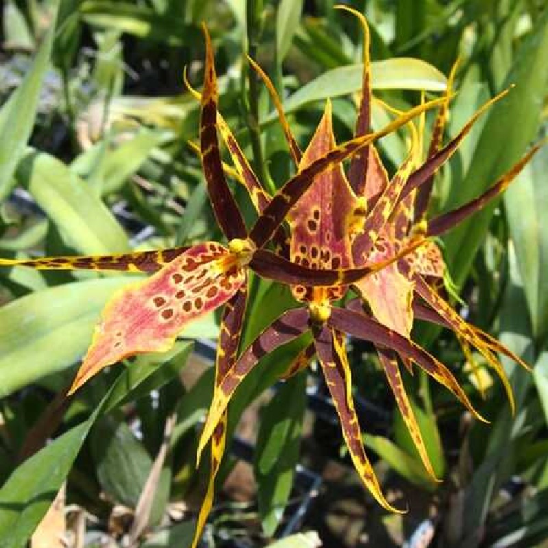 ONCIDIUM SHELOB (MEDIUM SIZE)