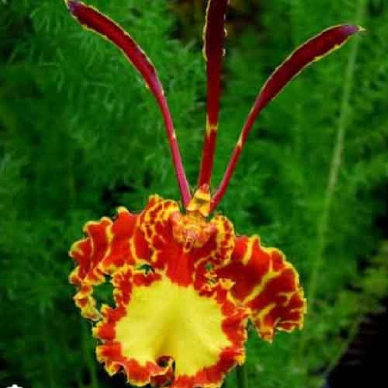 ONCIDIUM PAPILIO PODIUM 