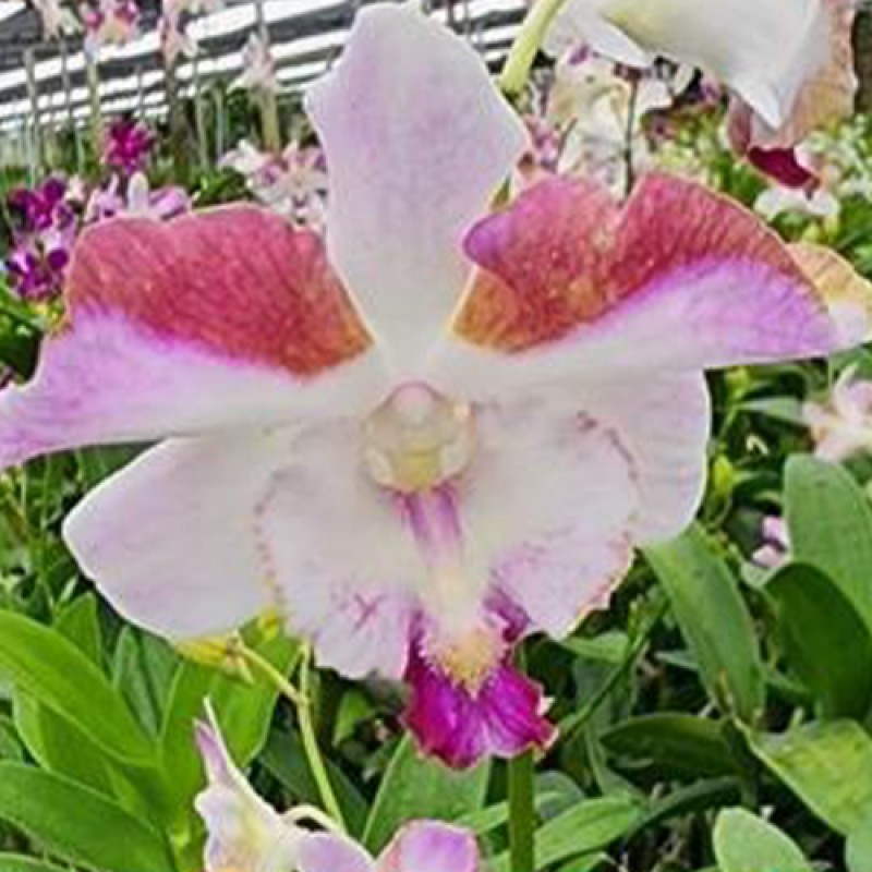 DENDROBIUM - KING DRAGON RED PINK