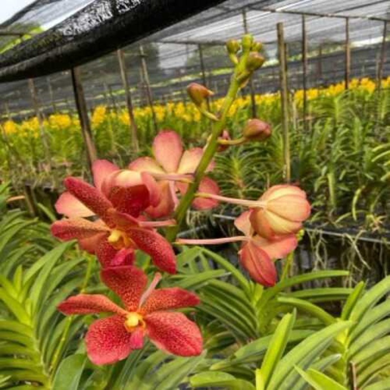 SAYAN DR.ANEK ORANGE(SC)