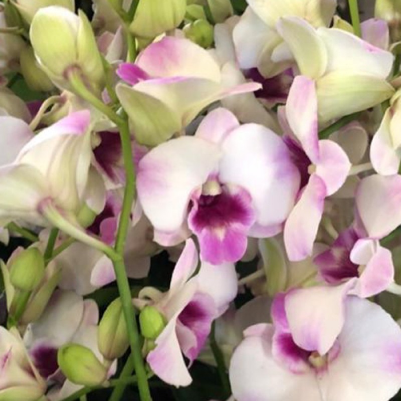 DENDROBIUM - LUK PEARL