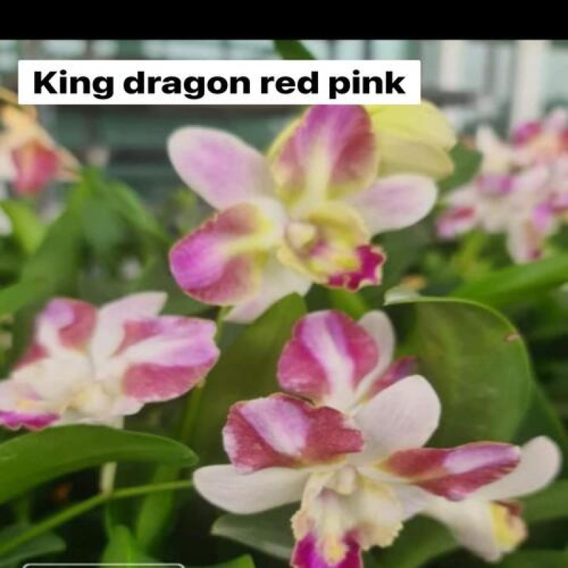 DENDROBIUM SEEDLING - KING DRAGON RED PINK