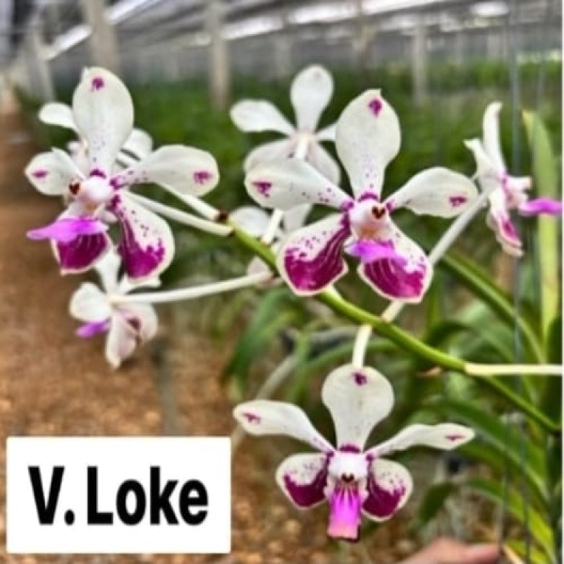 VANDA LOKE(MATURE PLANT)