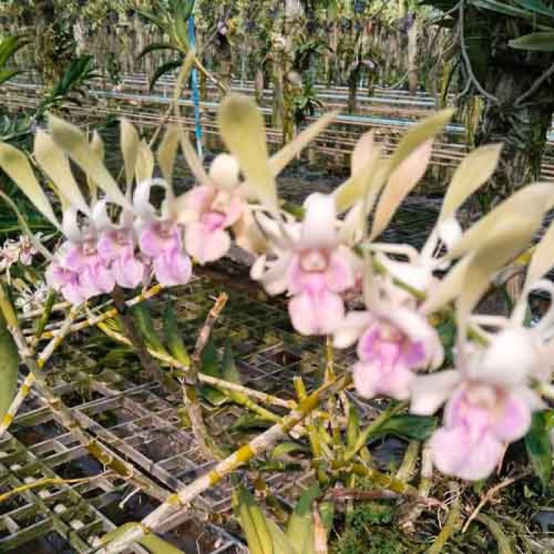 DENDROBIUM RABBIT PEACH