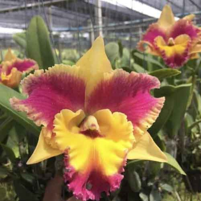 CATTLEYA RUNGNAPPA FANCY WELCOME WARM 