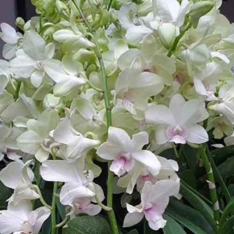 DENDROBIUM CREAMY MATURE PLANTS