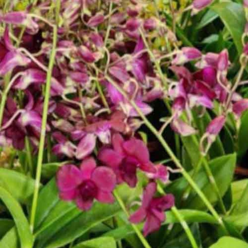 DENDROBIUM BKK MAROON (MATURE PLANTS)