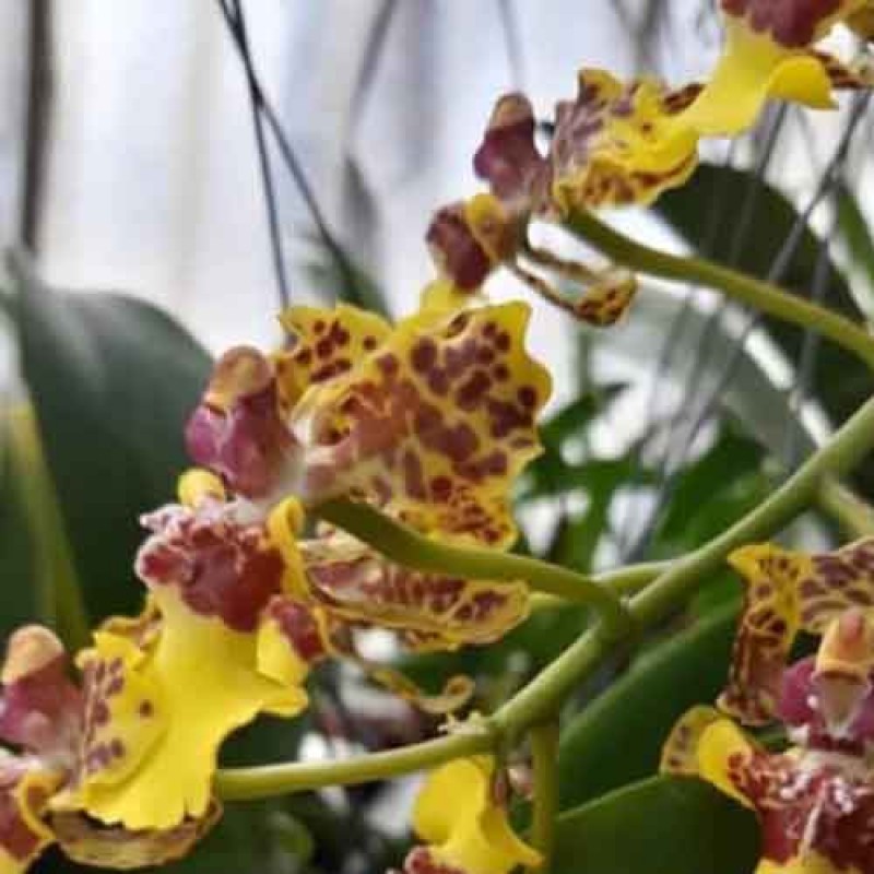 ONCIDIUM BAI PAI MATURE PLANT