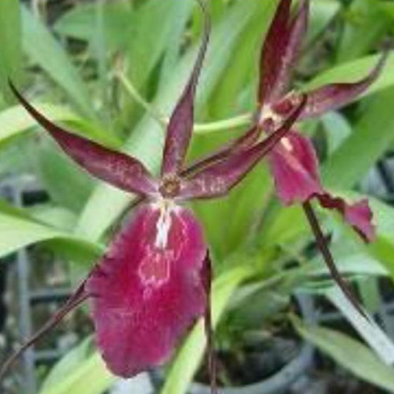 ONICIDIUM - ROYAL ROBE MATURE PLANTS