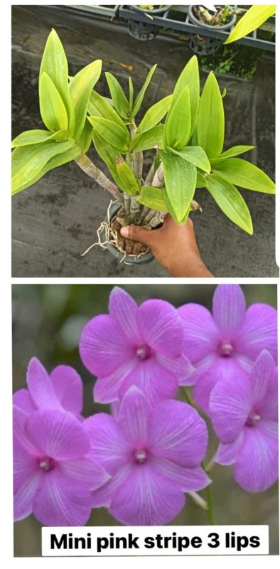 DENDROBIUM MINI PINK 3 LIP MATURE