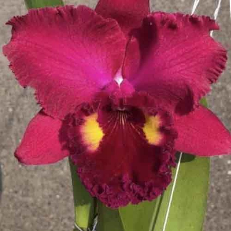 CATTLEYA NAKONCHAI SRI RUBY