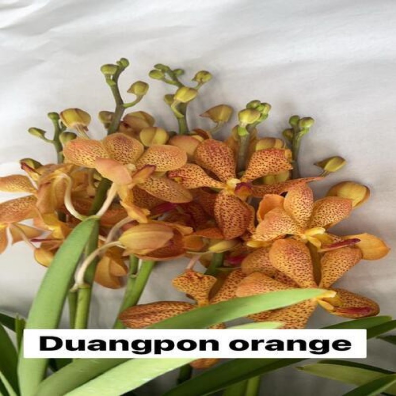 DUANGPON ORANGE (TC)	