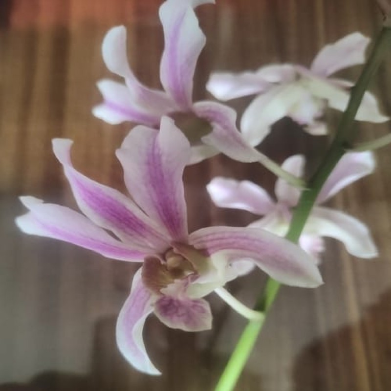 PASTEL BROWN (MATURE PLANT )