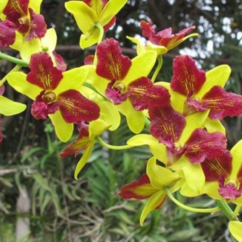 DENDROBIUM - YELLOW 3 LIPS 