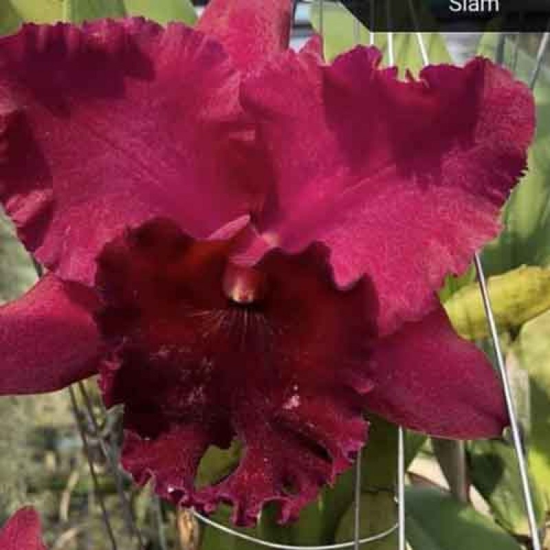 CATTLEYA NADA SONG SIAM