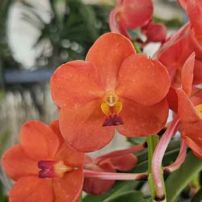 VANDA ORANGE 647