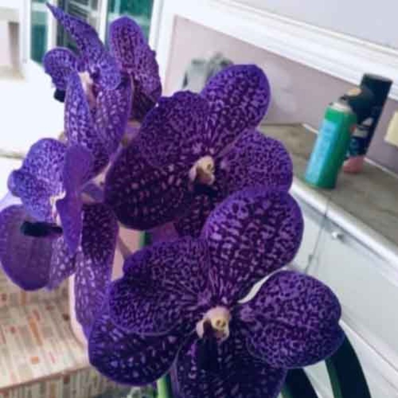 VANDA BLUE 653