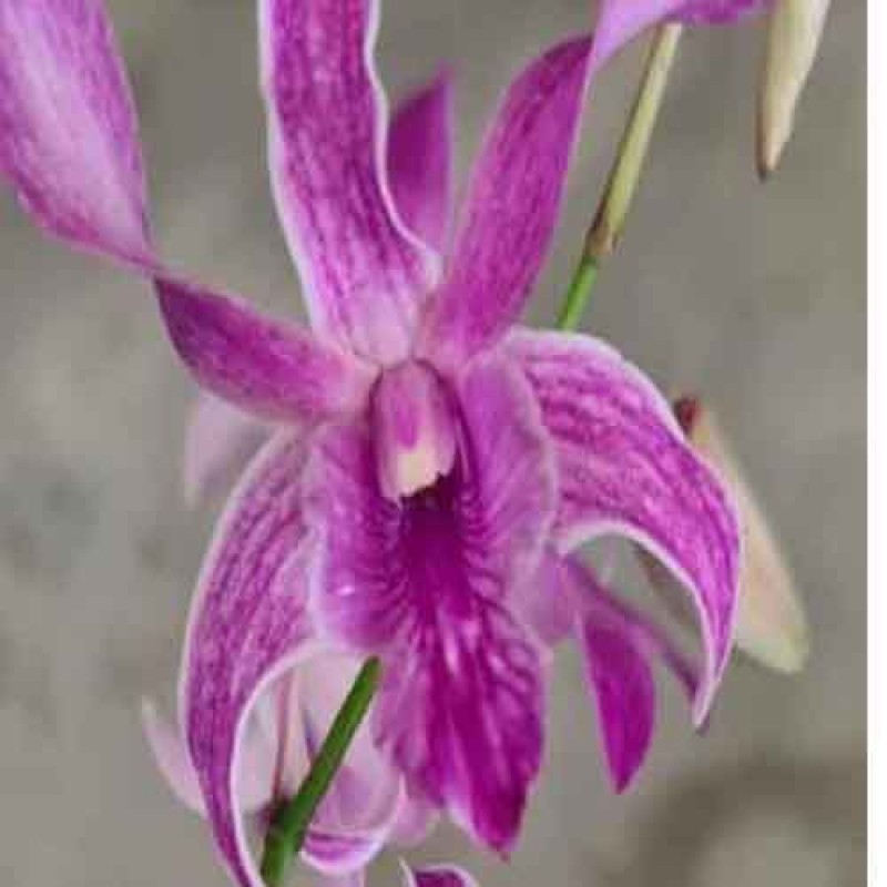 DENDROBIUM PINK TWIST(MATURE PLANT)