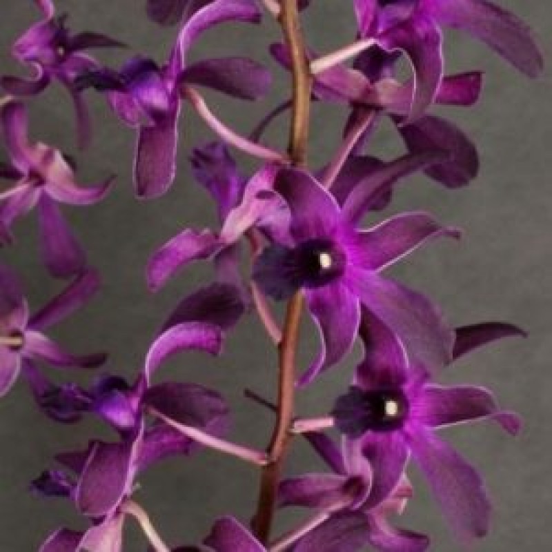 DENDROBIUM - BLUE TWIST # 1076