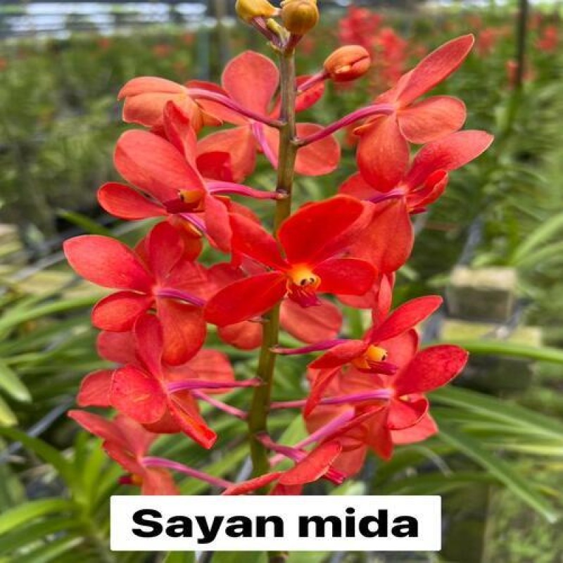 SAYAN MIDA(TC)	