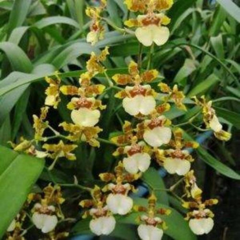 ONCIDIUM YUNAN GOLD (MATURE PLANT)	