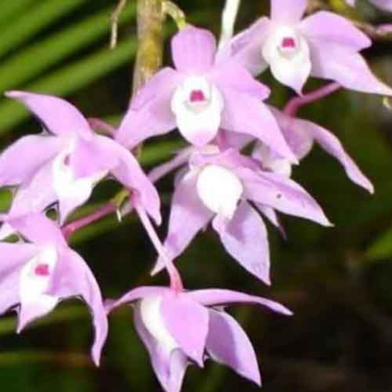 DENDROBIUM HERCOGLOSSUM