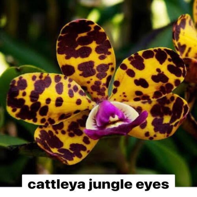 JUNGLE EYES (MATURE PLANT)
