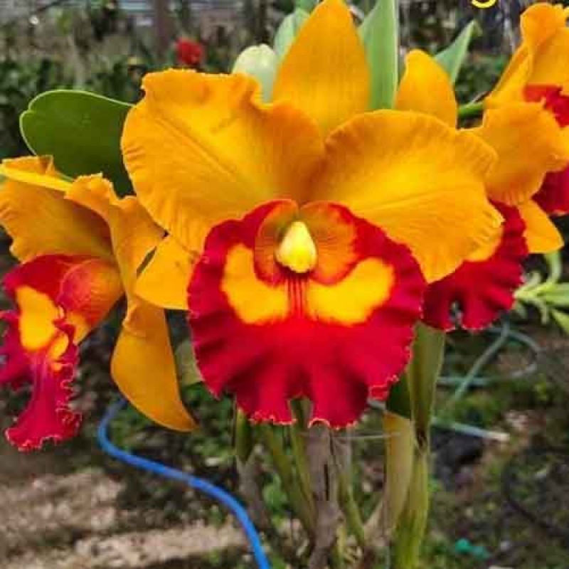 CATTLEYA NAKHORNCHAISRI DELIGHT NO 1