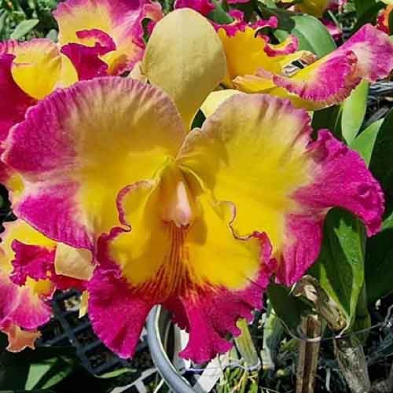 CATTLEYA TAIWAN FANTACY