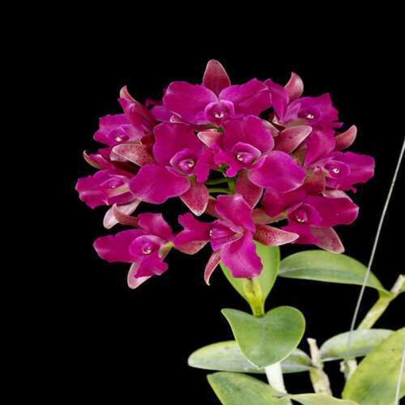  GREAT BALL OF FIRE(MATURE PLANT)