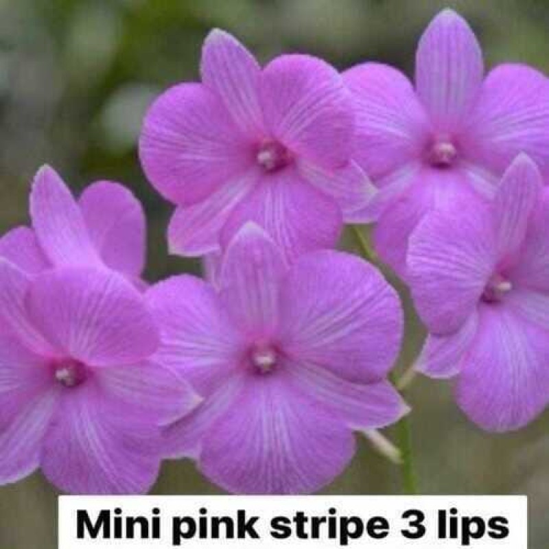 DENDROBIUM SEEDLING - MINI PINK STRIPE 3 LIPS	