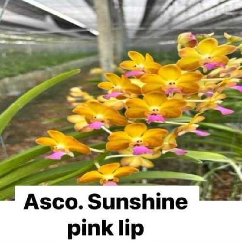 ASCO-SUNSHINE PINK LIP (MATURE PLANT)	