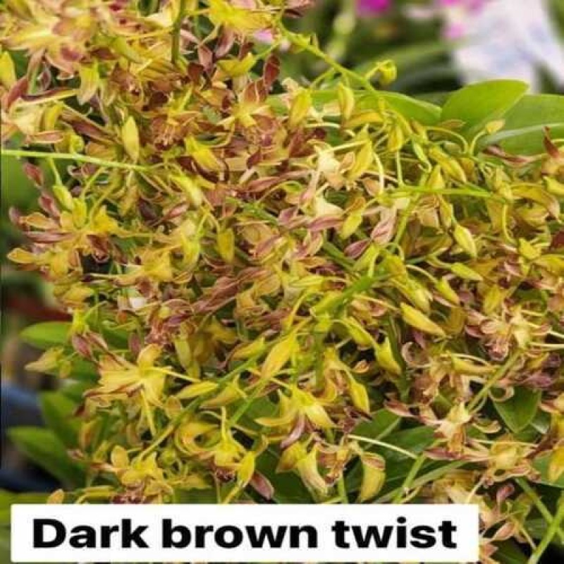 DARK BROWN TWIST (MATURE PLANT)