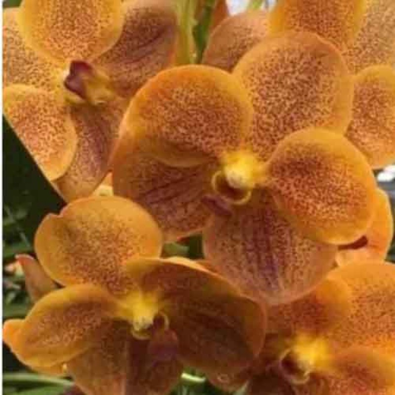 VANDA 690 GOLDEN