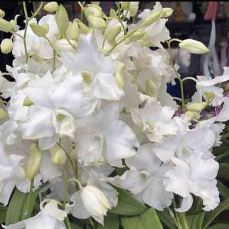 DENDROBIUM BIG JUMBO WHITE CURLY (MATURE PLANT)