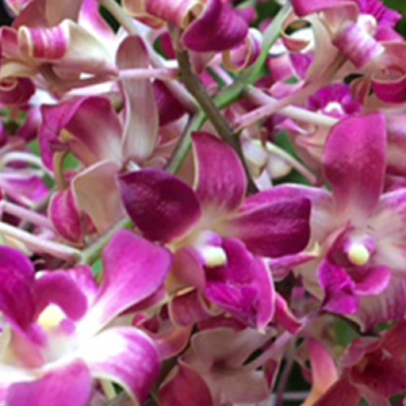 DENDROBIUM - PINK TWIST