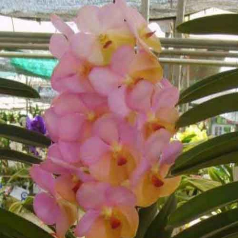 VANDA PINK YELLOW