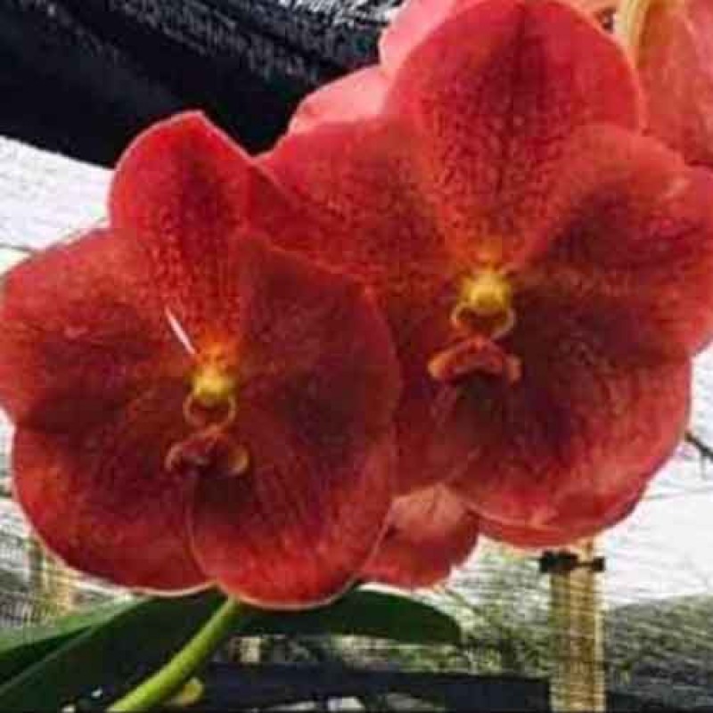 VANDA PT ORANGE