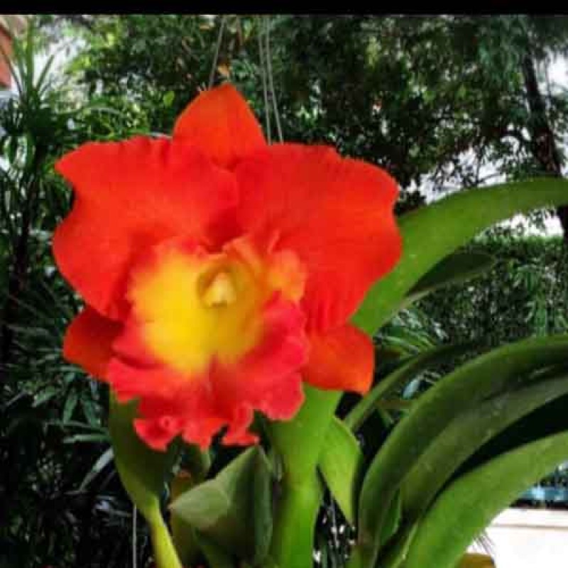 CATTLEYA STAR OF SIAM