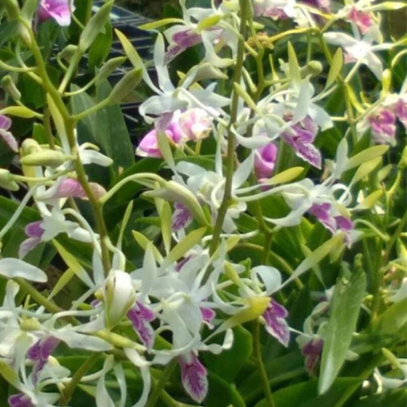 DENDROBIUM - LOWANA 